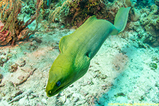 green moray eel